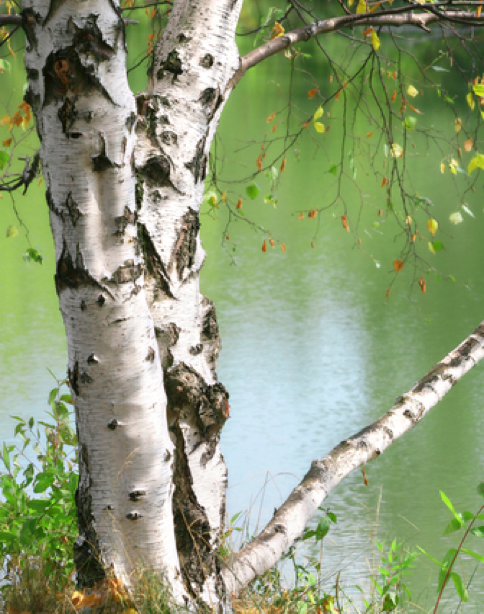 écorce d'arbre de bouleau, sève